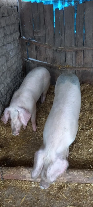 Purcei landrace cu marele alb  - imagine 3