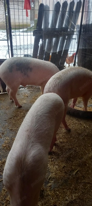 Purcei landrace cu marele alb 