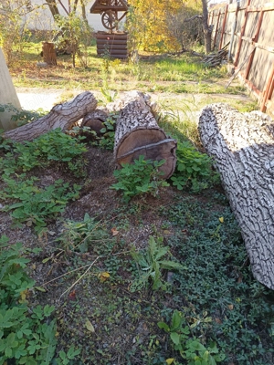 Tulpina de nuc de vanzare