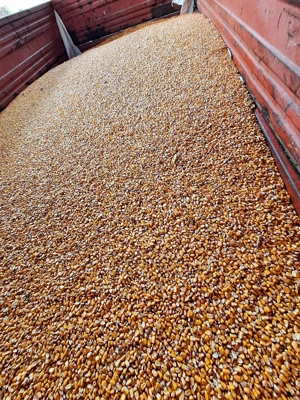 Vand porum boabe  - imagine 2