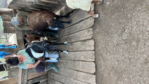 Capre de vanzare - imagine 6