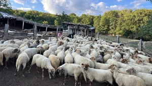 Capre de vanzare - imagine 4