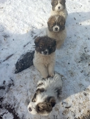 caini ciobanesc de bucovina 