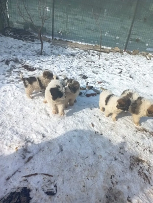 caini ciobanesc de bucovina  - imagine 3