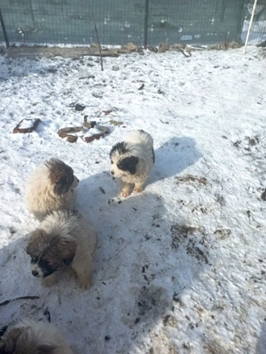 caini ciobanesc de bucovina  - imagine 4