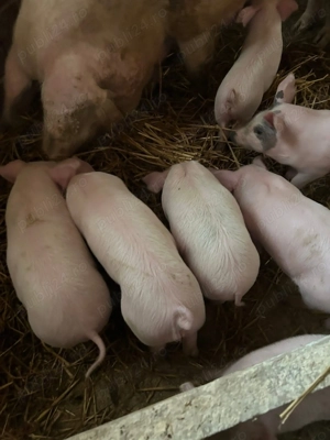 Purcei de 6 săptămâni..detalii la nr de tel. ..Valea Largă Jud.Mures!!