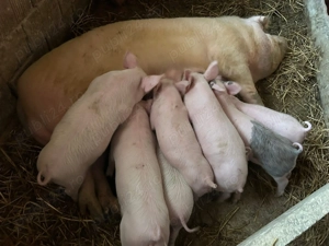 Purcei de 6 săptămâni..detalii la nr de tel. ..Valea Largă Jud.Mures!! - imagine 2