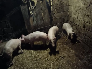 Vând purcei - imagine 2