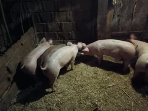 Vând purcei - imagine 5