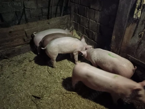 Vând purcei - imagine 3