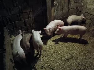 Vând purcei - imagine 4