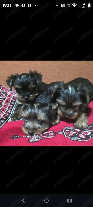 Yorkshire terier  - imagine 5