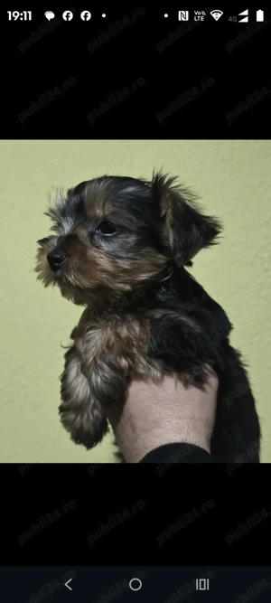 Yorkshire terier  - imagine 3