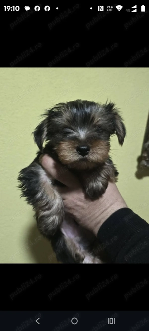 Yorkshire terier  - imagine 4