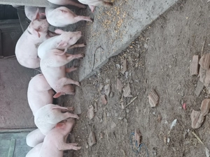 Grasuni de vanzare  VANATORI  - imagine 3