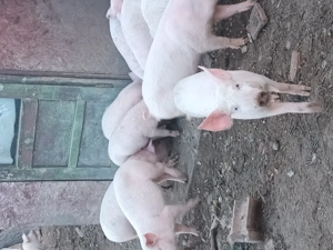 Grasuni de vanzare  VANATORI  - imagine 2