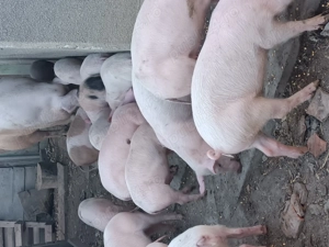 Grasuni de vanzare  VANATORI 