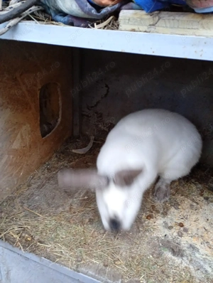 iepuri de vanzare - imagine 3