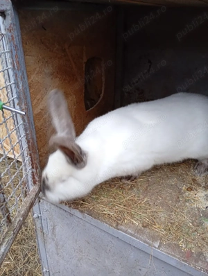 iepuri de vanzare - imagine 5