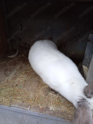 iepuri de vanzare - imagine 2