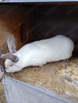 iepuri de vanzare - imagine 4