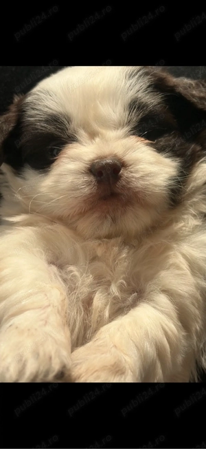 catelusi pufosi - imagine 5