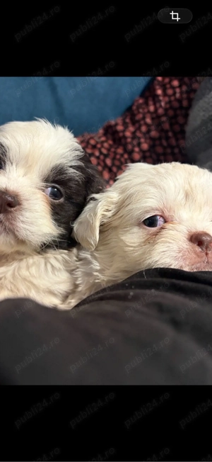 catelusi pufosi - imagine 4