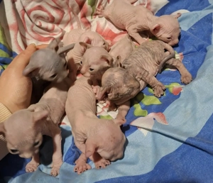 puiuti sphynx elf - imagine 4