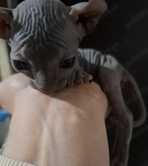 puiuti sphynx elf - imagine 5