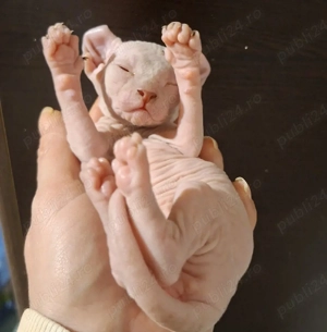 puiuti sphynx elf - imagine 3