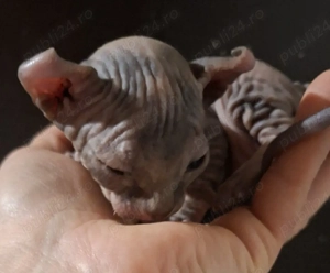 puiuti sphynx elf - imagine 2