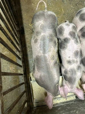 vand vier petrean  - imagine 3