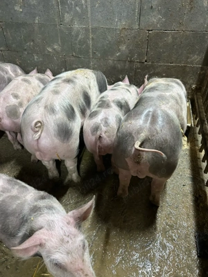 vand vier petrean  - imagine 4