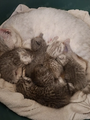 british silver toddy&chinchila - imagine 5