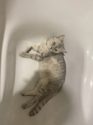 british silver toddy&chinchila - imagine 3