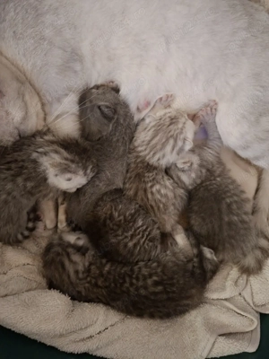 british silver toddy&chinchila - imagine 4