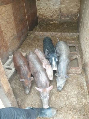 Disponibili 5 purcei spre vânzare 