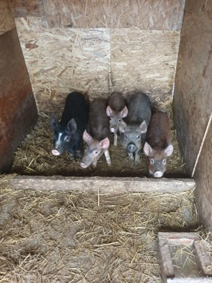 Disponibili 5 purcei spre vânzare  - imagine 2
