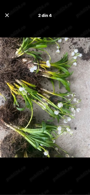 De vanzare ghiocei dantelati.1leu firul.