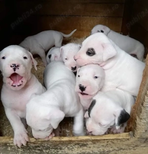 Pui dog Argentinian de vanzare 