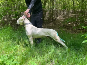 Pui dog Argentinian de vanzare  - imagine 3