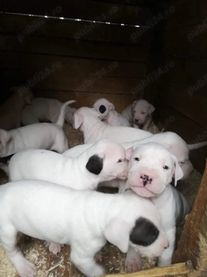 Pui dog Argentinian de vanzare  - imagine 2