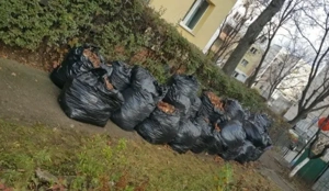 execut debarasari - imagine 4