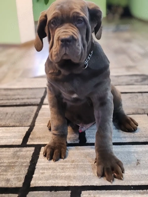 Mastin napolitano Disponibile  - imagine 3