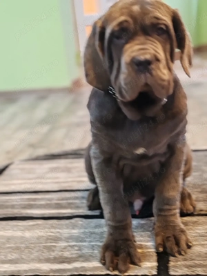 Mastin napolitano Disponibile  - imagine 2