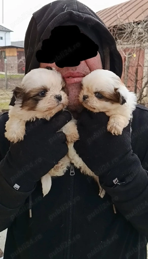 shih tzu rasa pura pedigree ajut cu transport in tara  - imagine 3