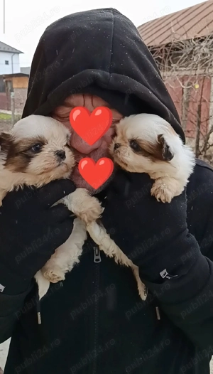 shih tzu rasa pura pedigree ajut cu transport in tara  - imagine 5