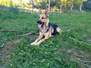 Căței ciobănesc german  - imagine 2