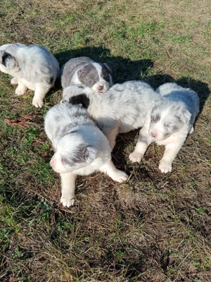 border collie cu pedigree  - imagine 5