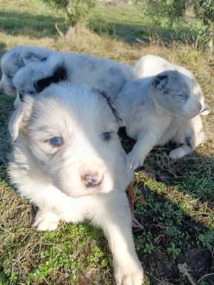 border collie cu pedigree 